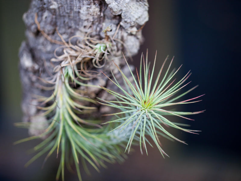 Tillandsia Funckiana v. Recurvifolia Air Plant