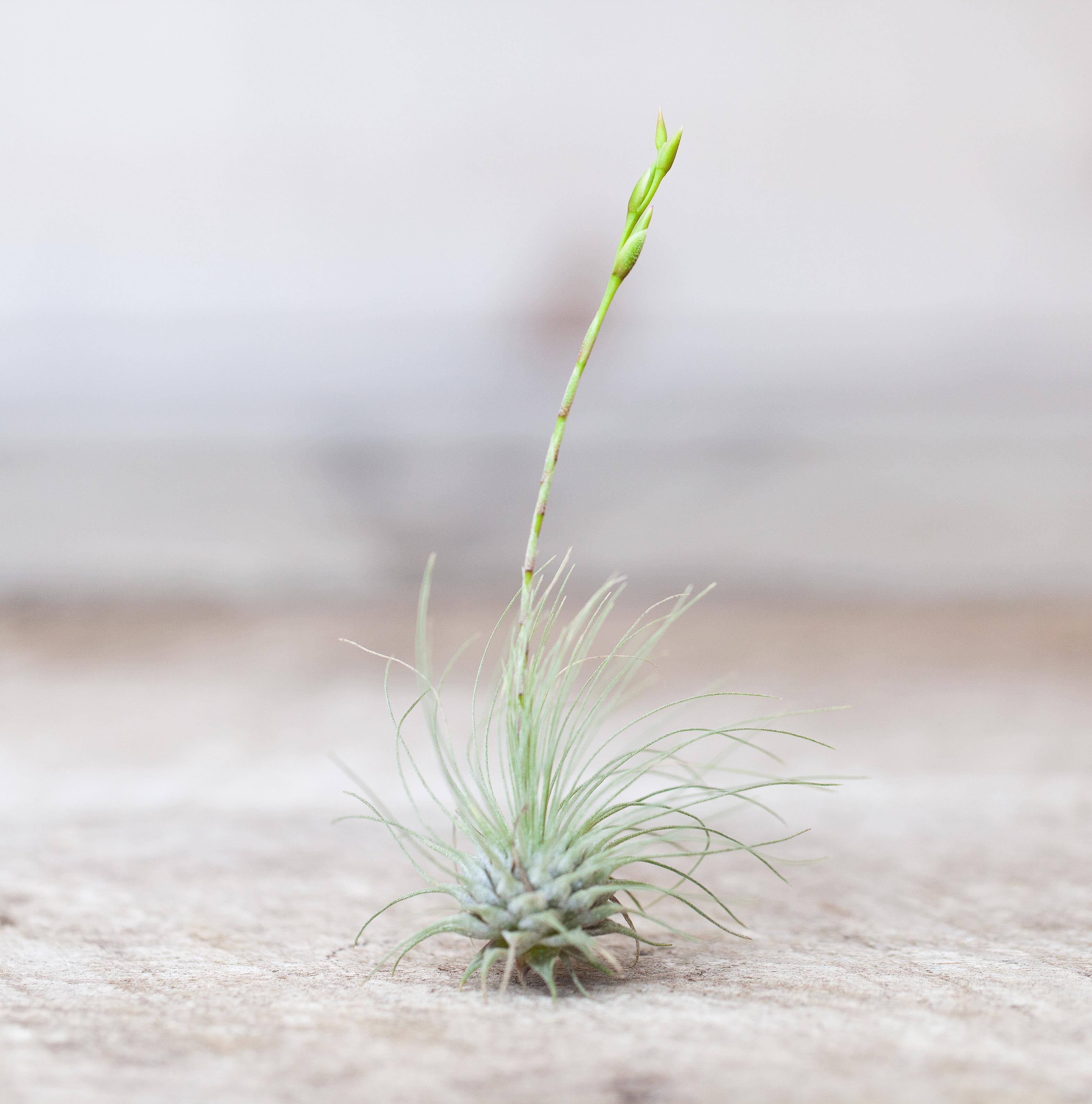 ブロメリア・エアープランツ T. barfussii Type Collection Clone Bromeliads in Australia - Tillandsia barfussii