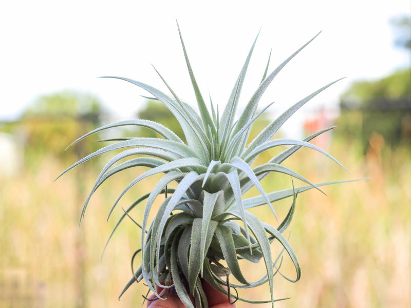 Tillandsia Gardneri air plant