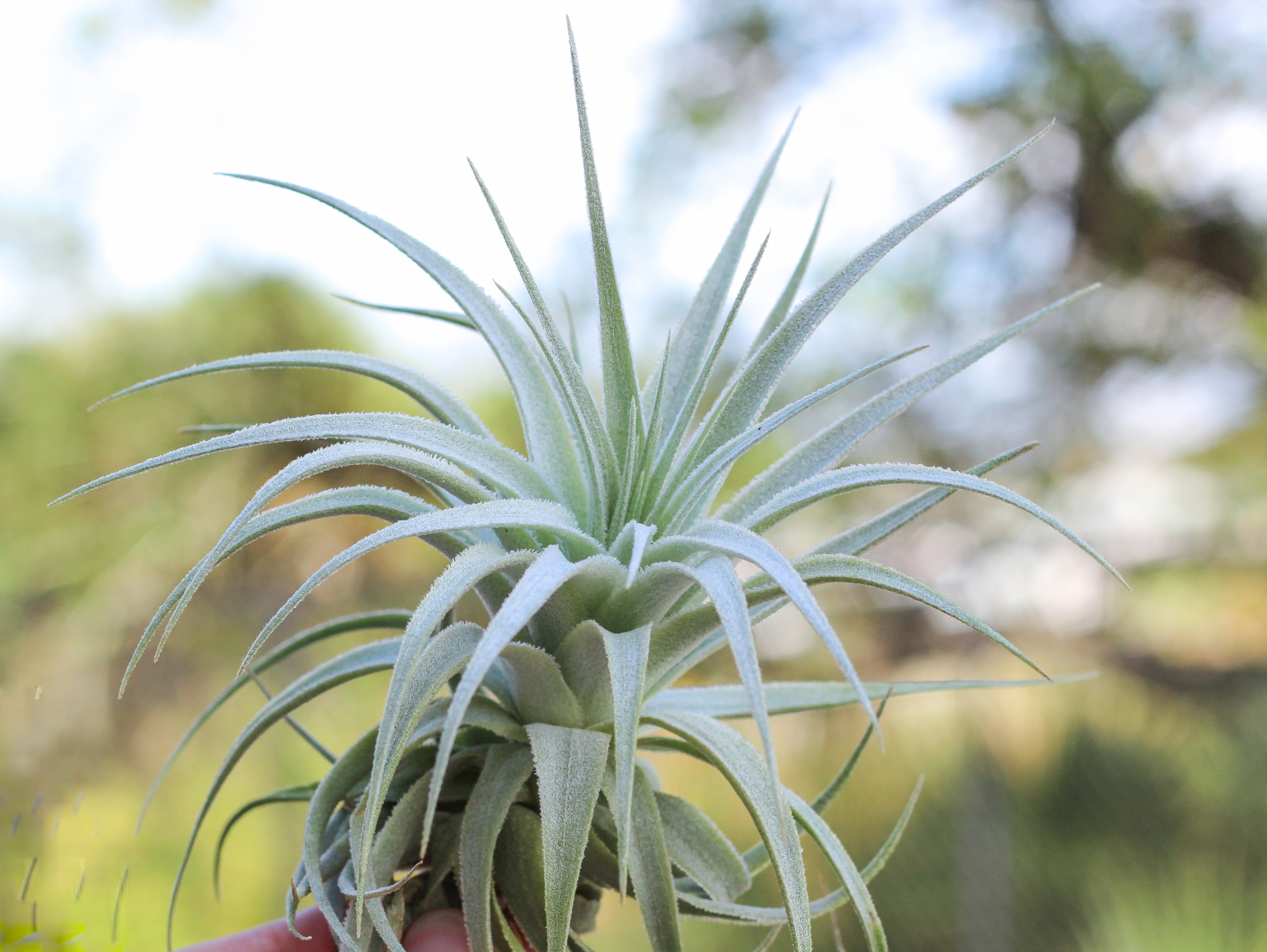 Tillandsia 'Puerto Seguro' Gardneri Air Plants – Air Plant Design