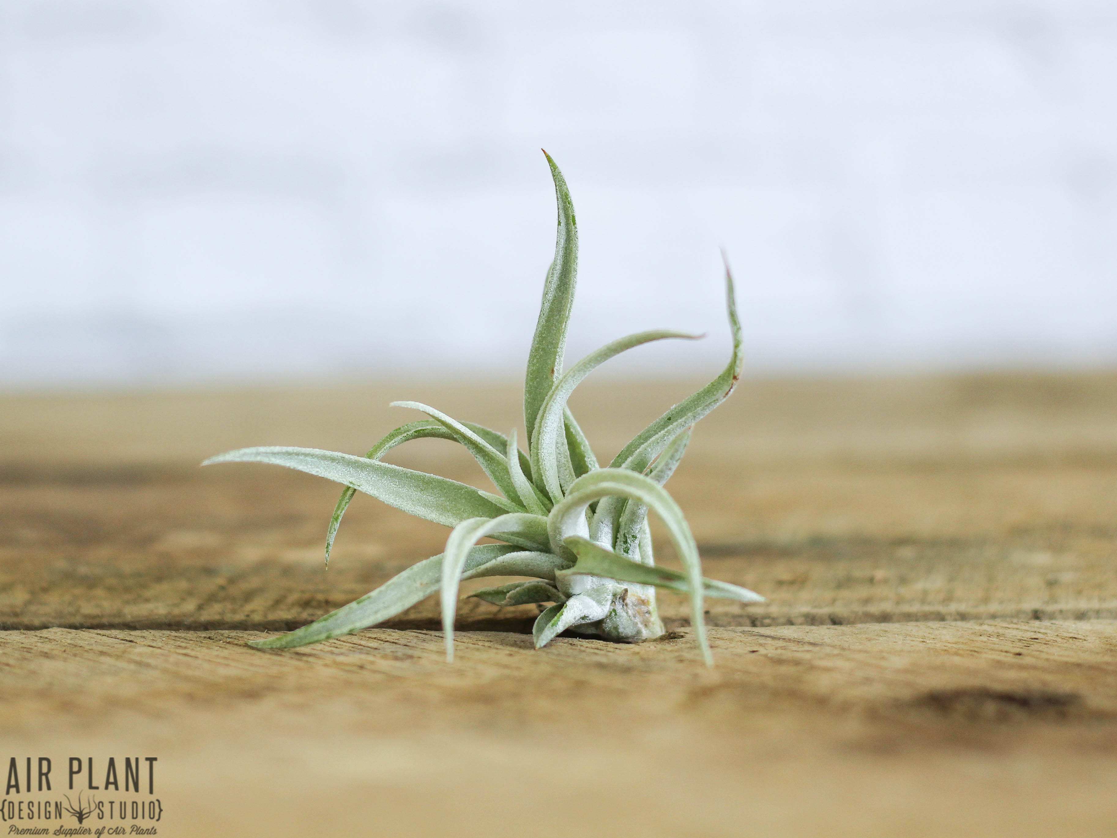 Air Plant Funky Trio Kit | Tillandsias | Air Plant Design Studio