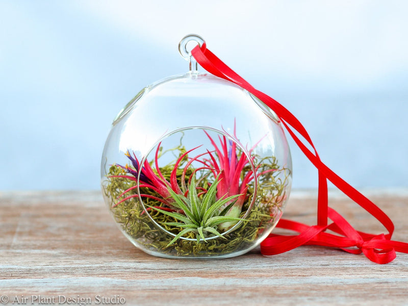 Flat Bottom Glass Globe Terrariums with Red Ribbon for Hanging containing Reindeer Moss and 3 Tillandsia Ionantha Air Plants