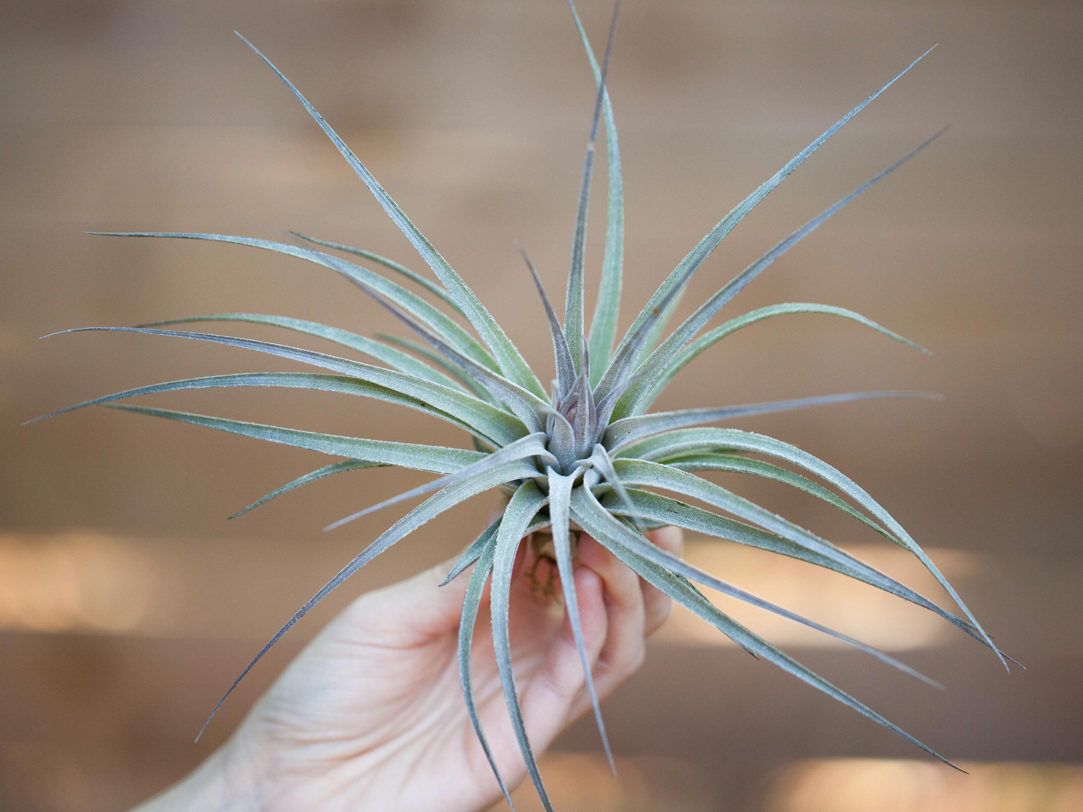 Wild Ones Trio of Tillandsia Air Plants – Air Plant Design Studio