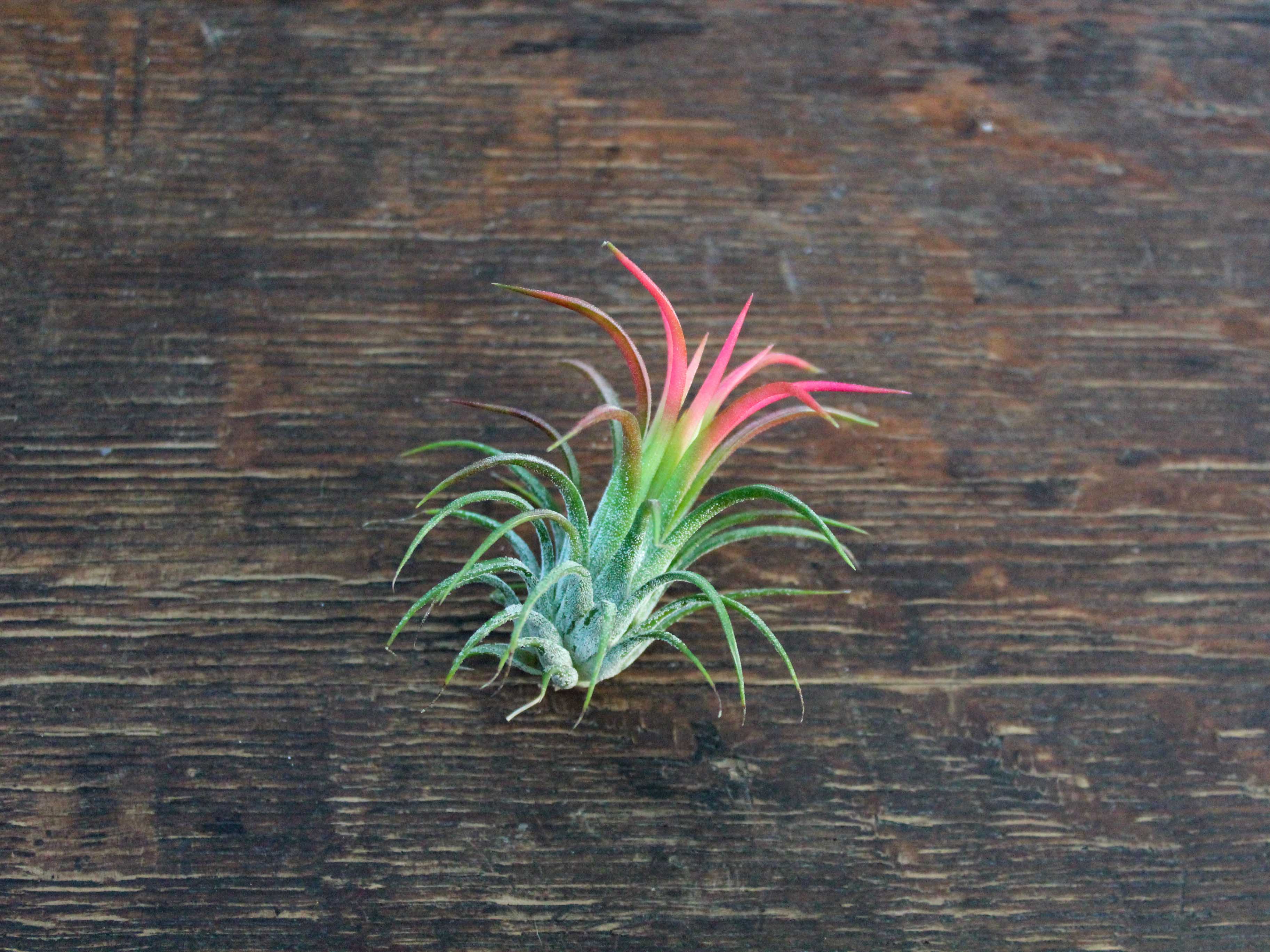 Tillandsia Ionantha Fuego Totem Pole 速達 Ionantha Fuego Totem Pole – Air Plant Hub
