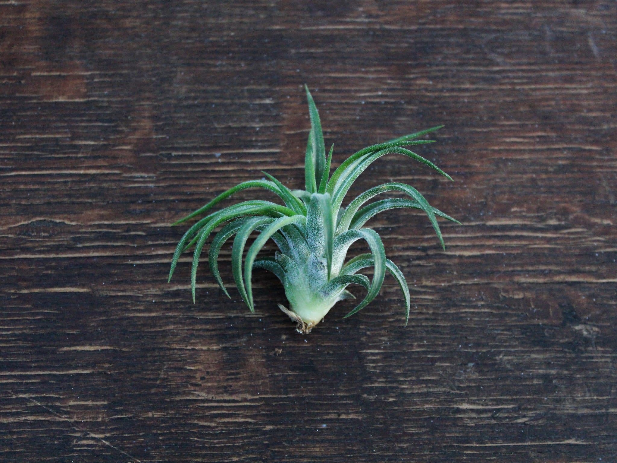 Tillandsia Ionantha Mexican Air Plants – Air Plant Design Studio