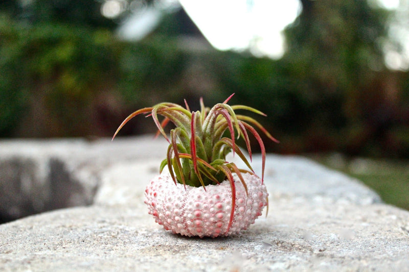 Tillandsia Ionantha Mexican Air Plant Displayed in a Pink Urchin