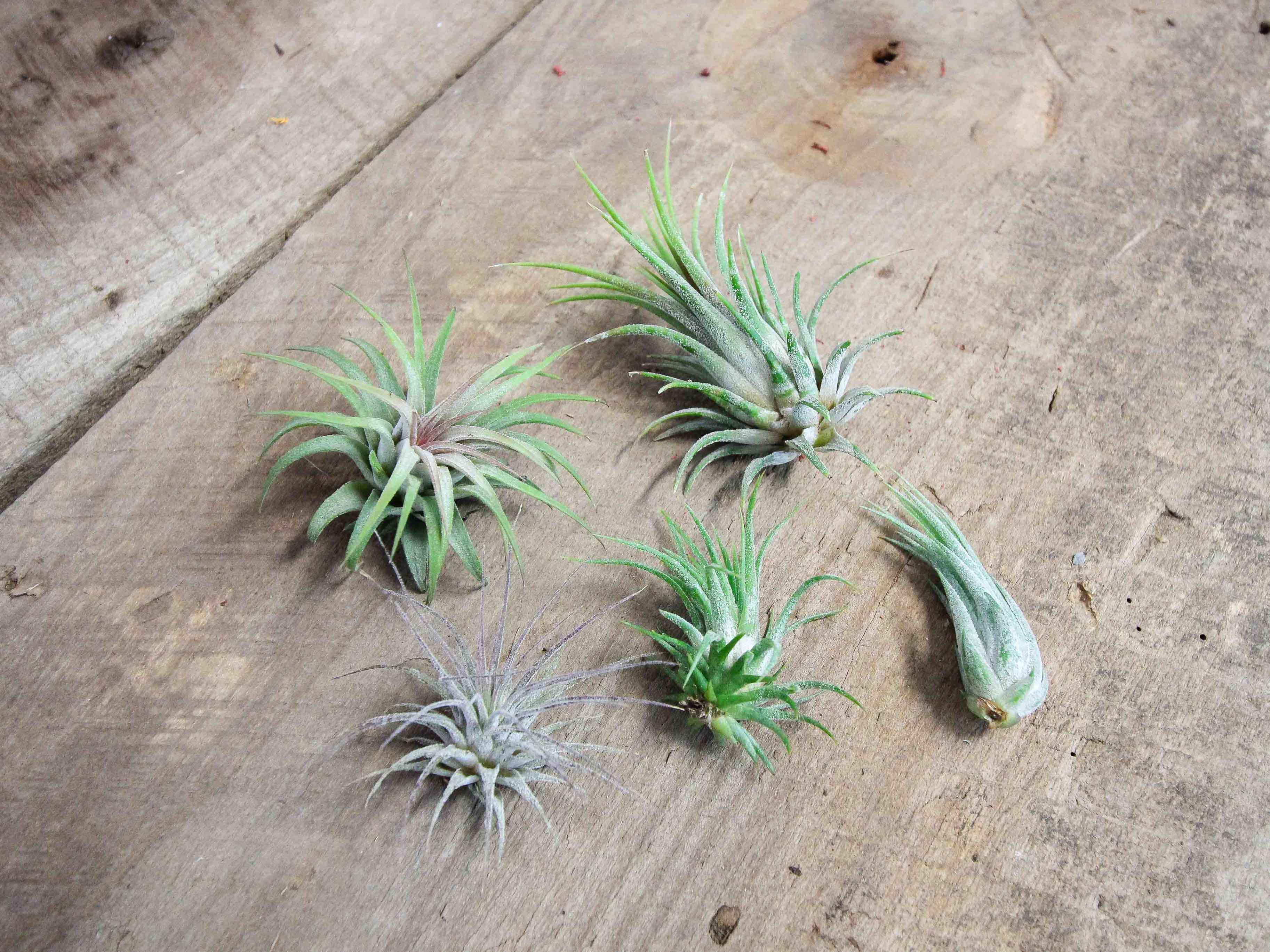 Wholesale Bulb Terrarium & Tillandsia Ionantha Air Plants – Air