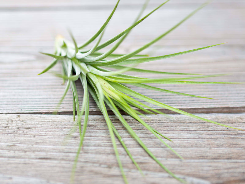 Tillandsia Rectifolia (Ionantha x schiedeana) Air Plant