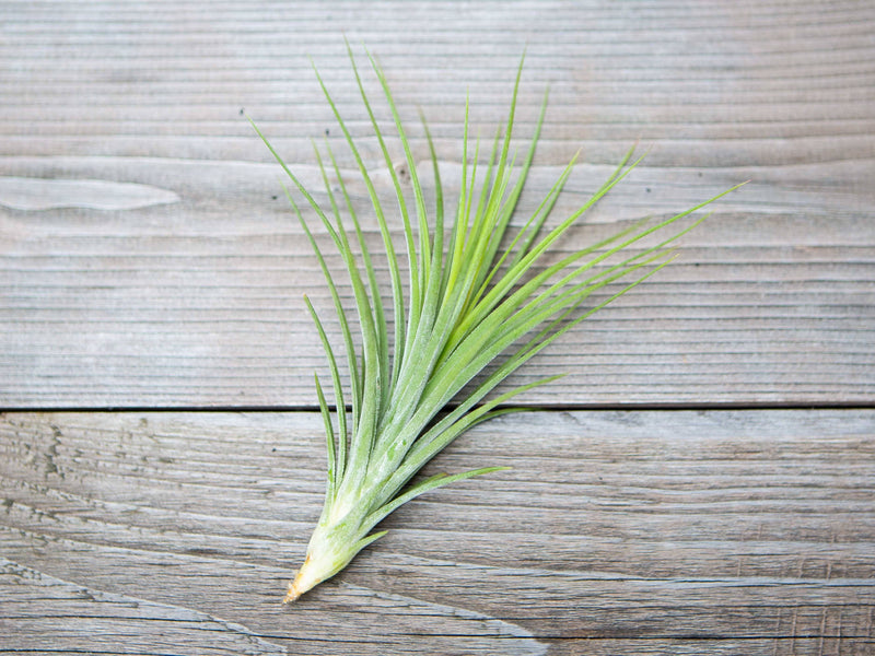 Tillandsia Rectifolia (Ionantha x schiedeana) Air Plant