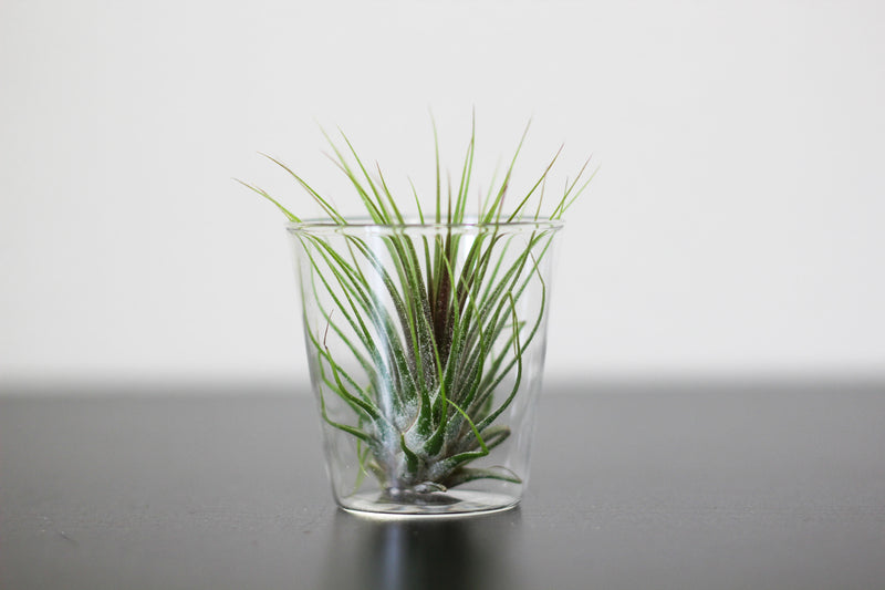 A Tillandsia Ionantha Guatemala in a Shot Glass