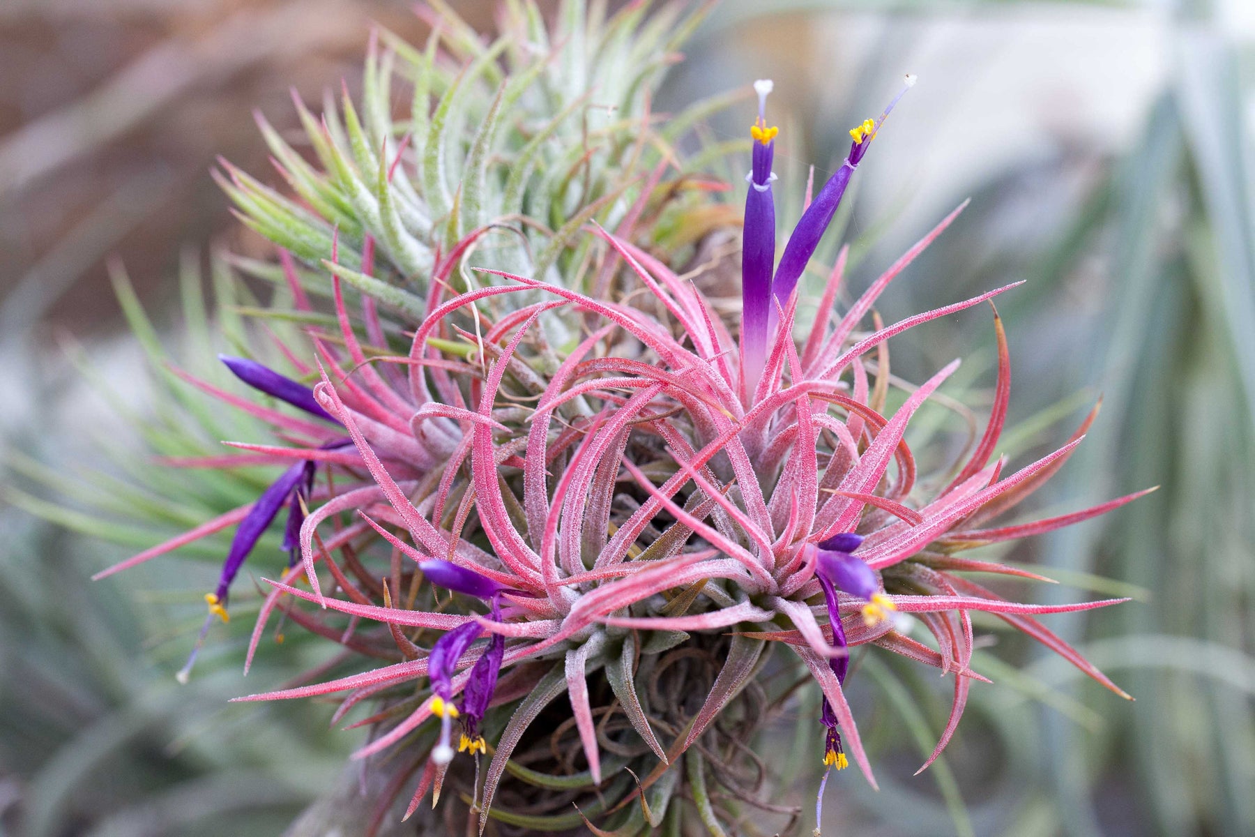 air plant pebbles Mini Pebble Ornament with Tillandsia Ionantha Air Plant – Air Plant Design Studio