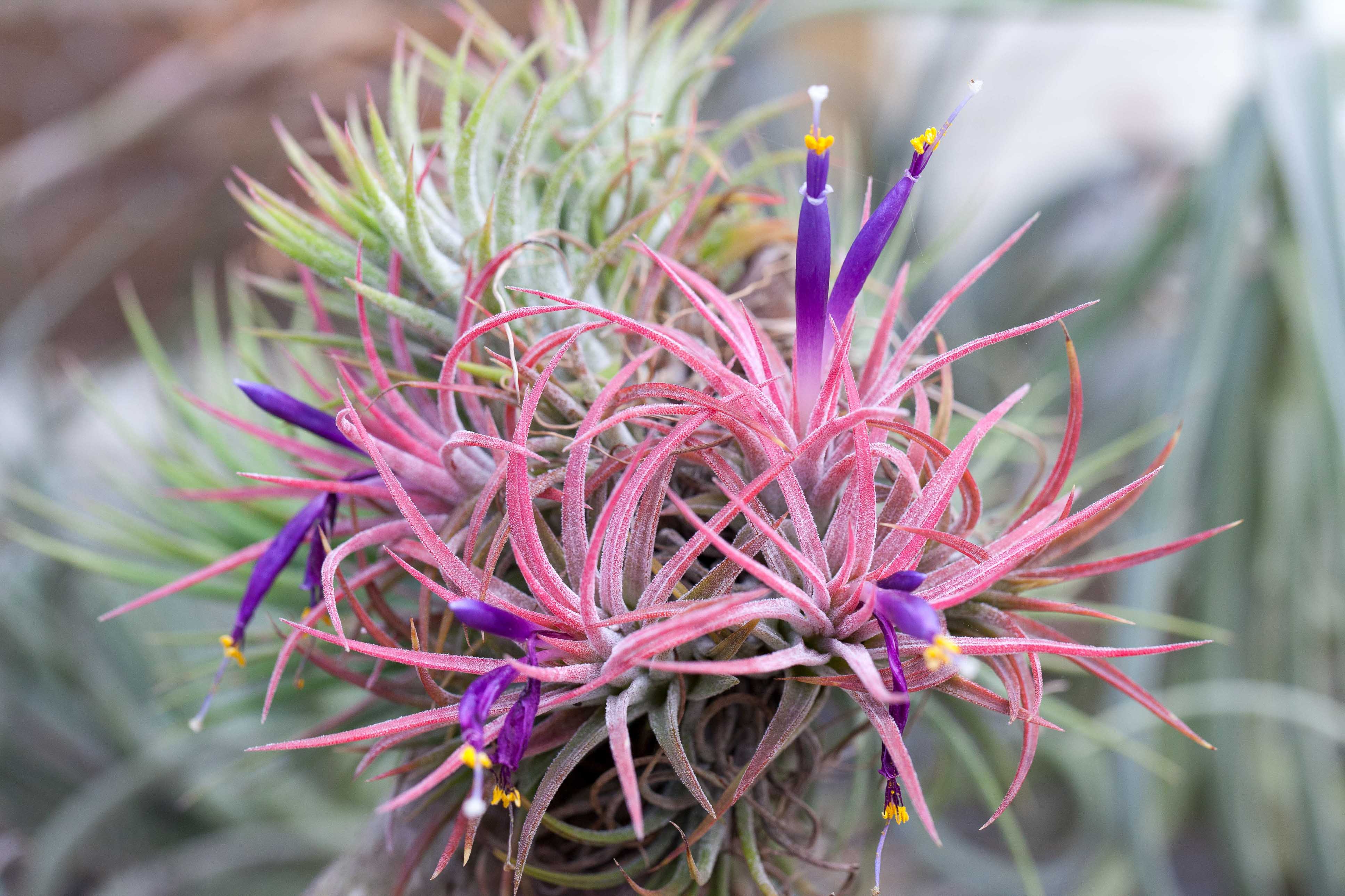 Mini Coastal Ornament with Tillandsia Ionantha – Air Plant Design