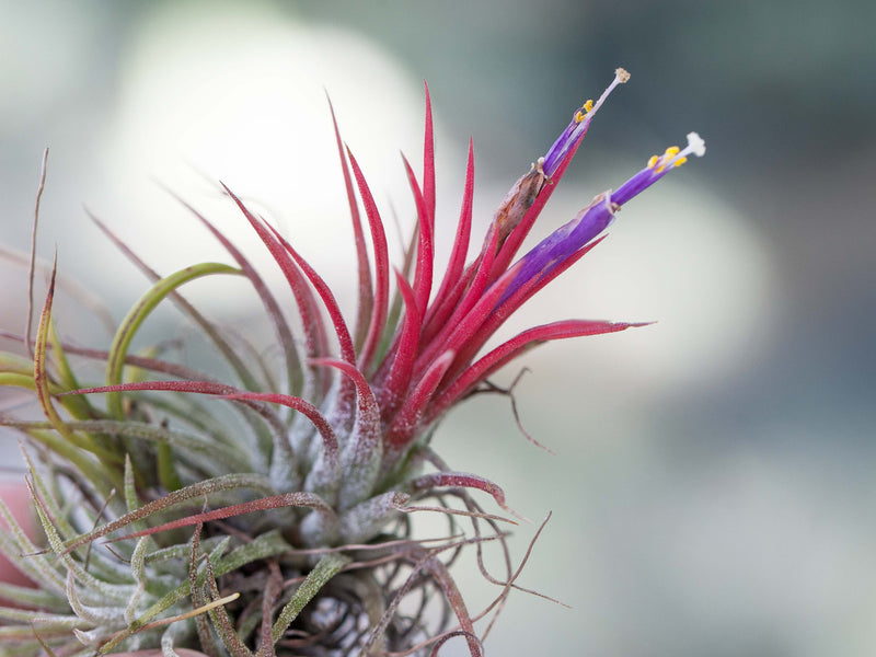 Blooming Tillandsia Ionantha Guatemala