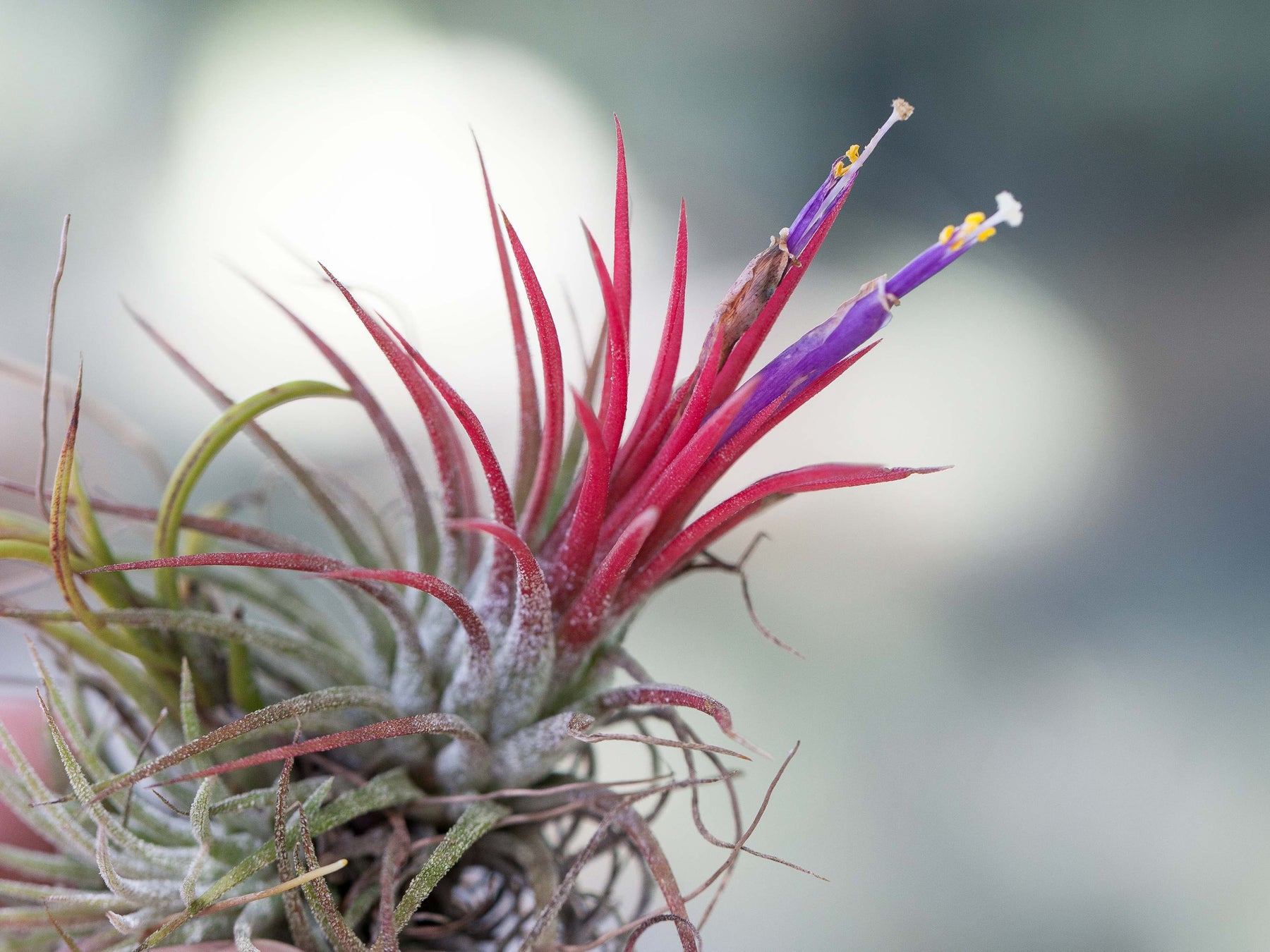 fuego air plant Tillandsia Ionantha Fuego Air Plants – Air Plant Design Studio