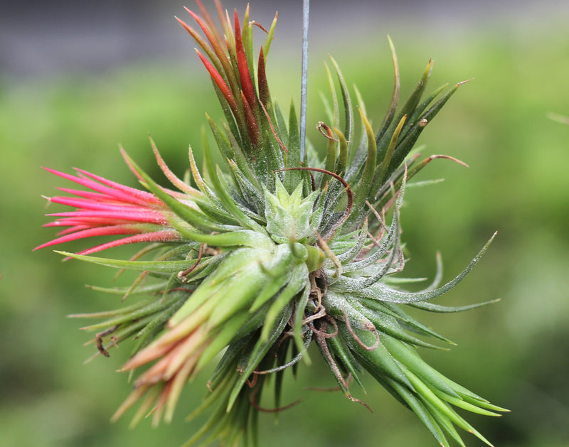 Tillandsia Ionantha Fuego Hanging Cluster with Wire Hook