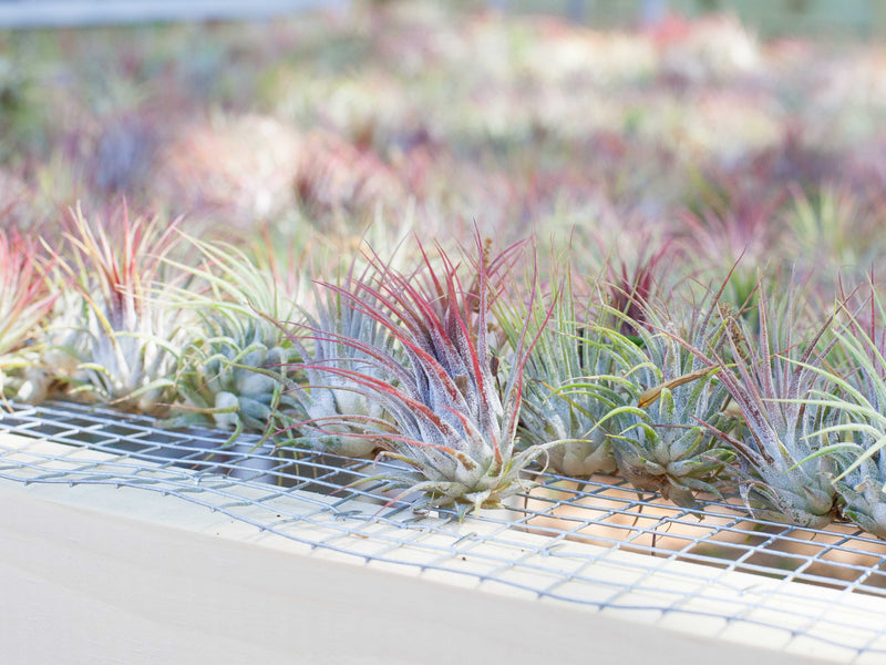 Hundreds of Blushing Tillandsia Ionantha Guatemala Air Plants on a Shelf at the Farm