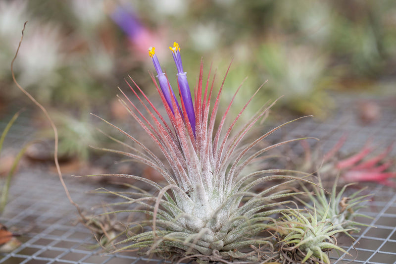 Blushing and Blooming Large Tillandsia Ionantha Guatemala Air Plant