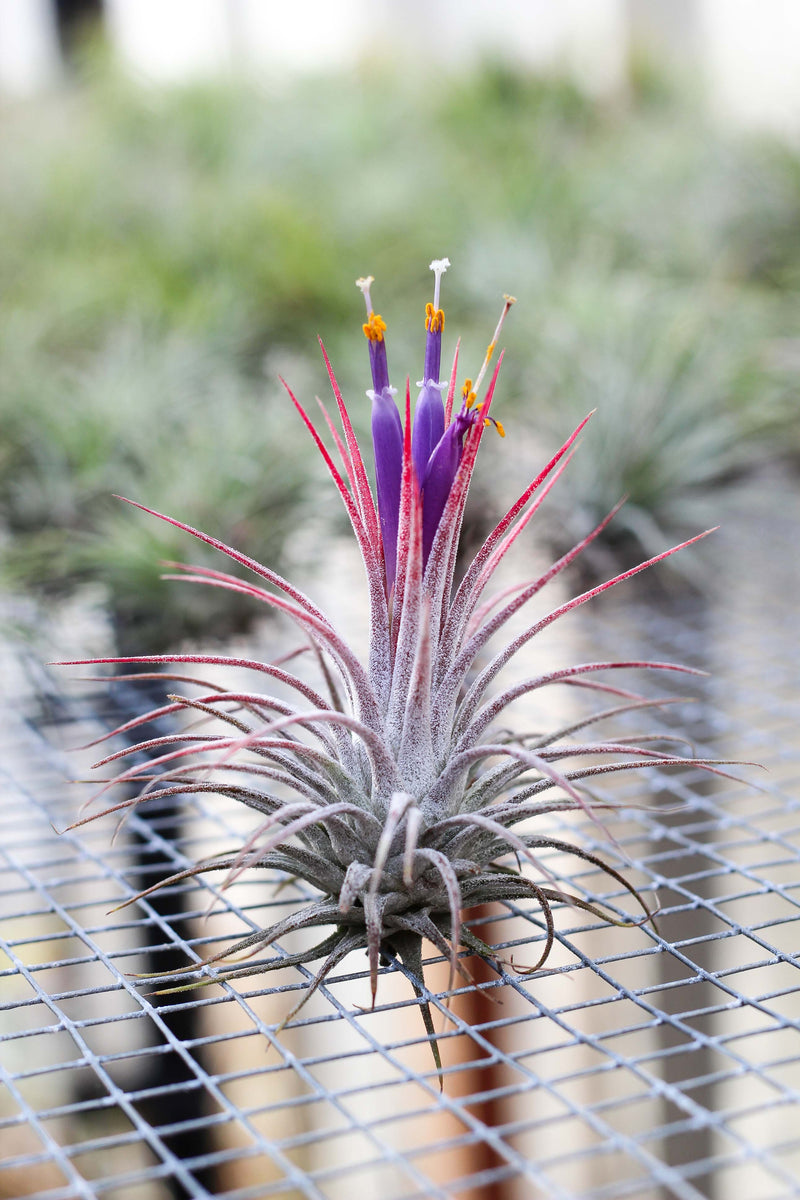 Blushing and Blooming Tillandsia Ionantha Guatemala Air Plant