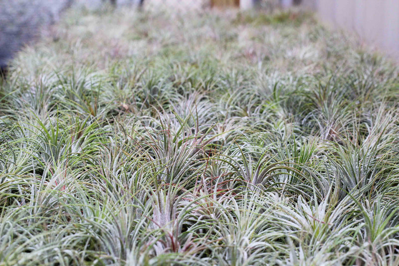 Hundreds of Tillandsia Ionantha Guatemala