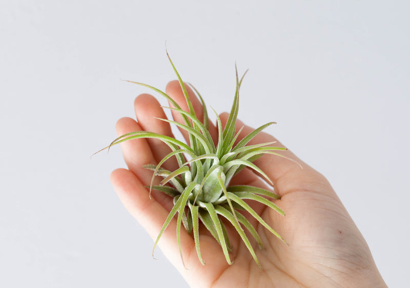 Hand Holding Tillandsia Ionantha Rubra