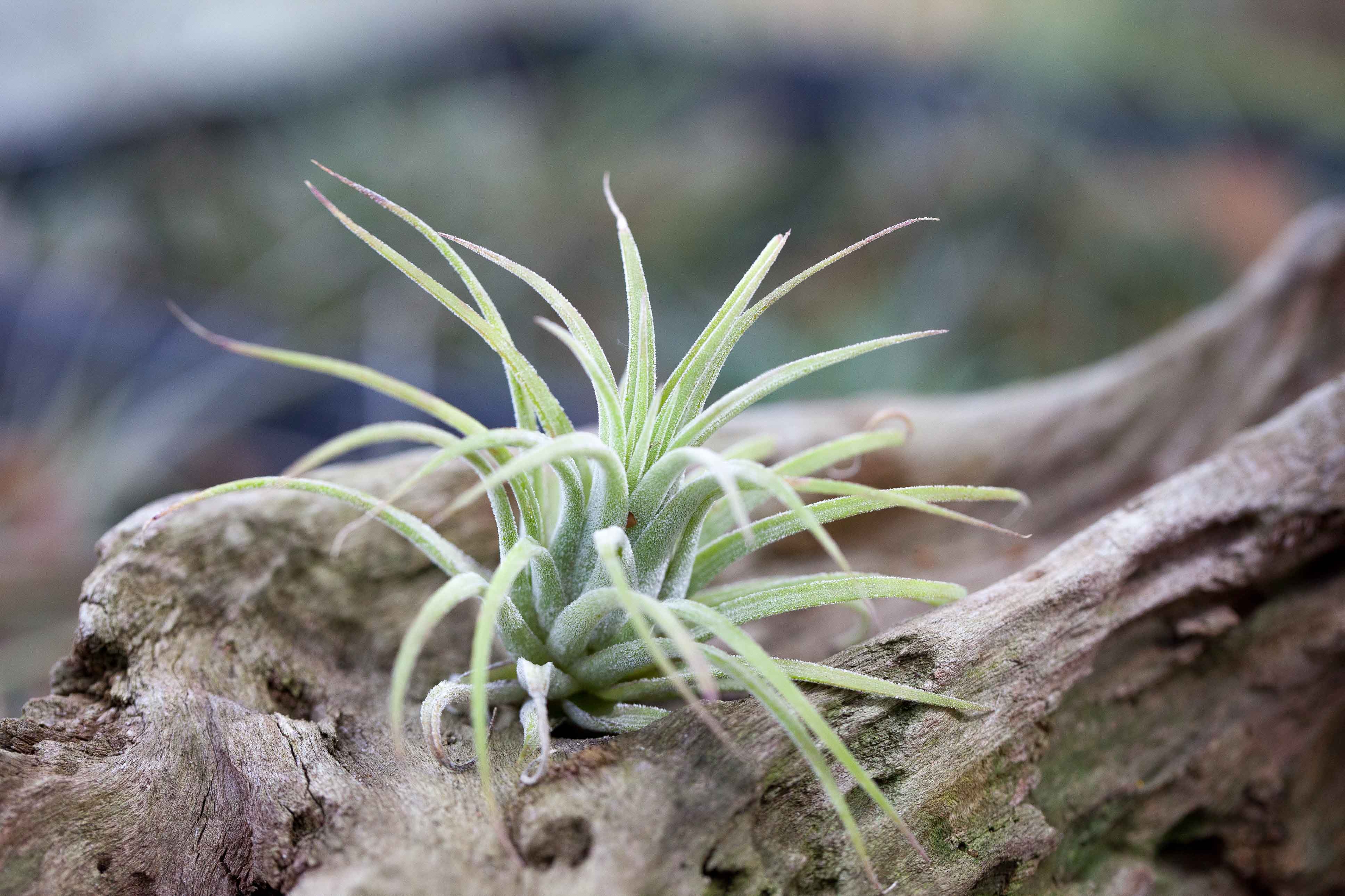 Holiday Gift: Coastal Teardrop with Tillandsia Ionantha – Air