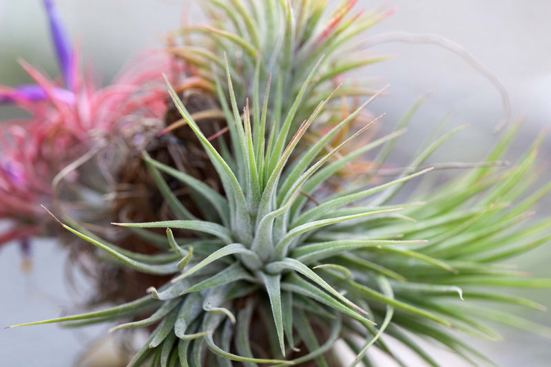 Tillandsia Ionantha Guatemala Air Plant