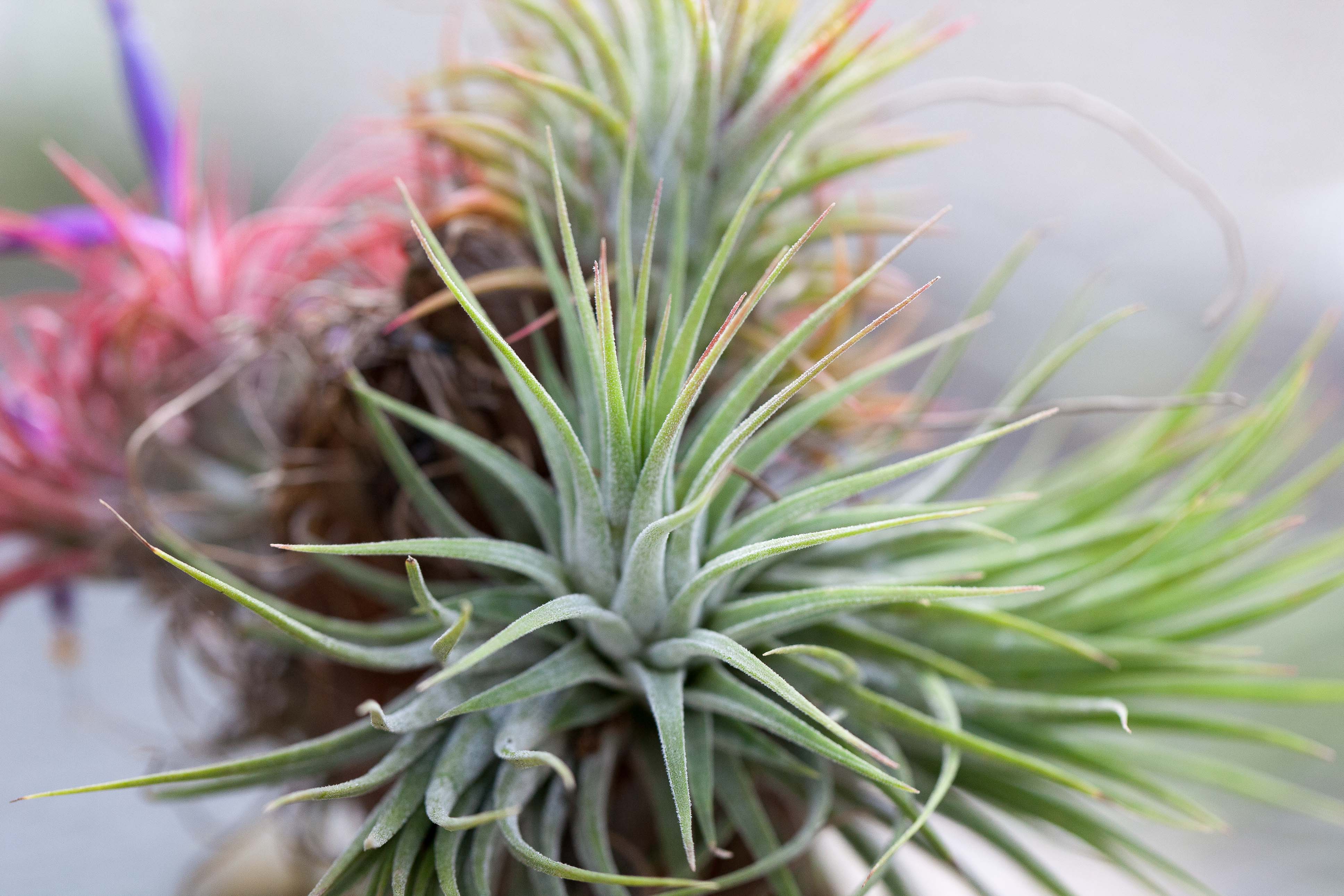 Coastal Terrarium with Tillandsia Ionantha Air Plants – Air Plant
