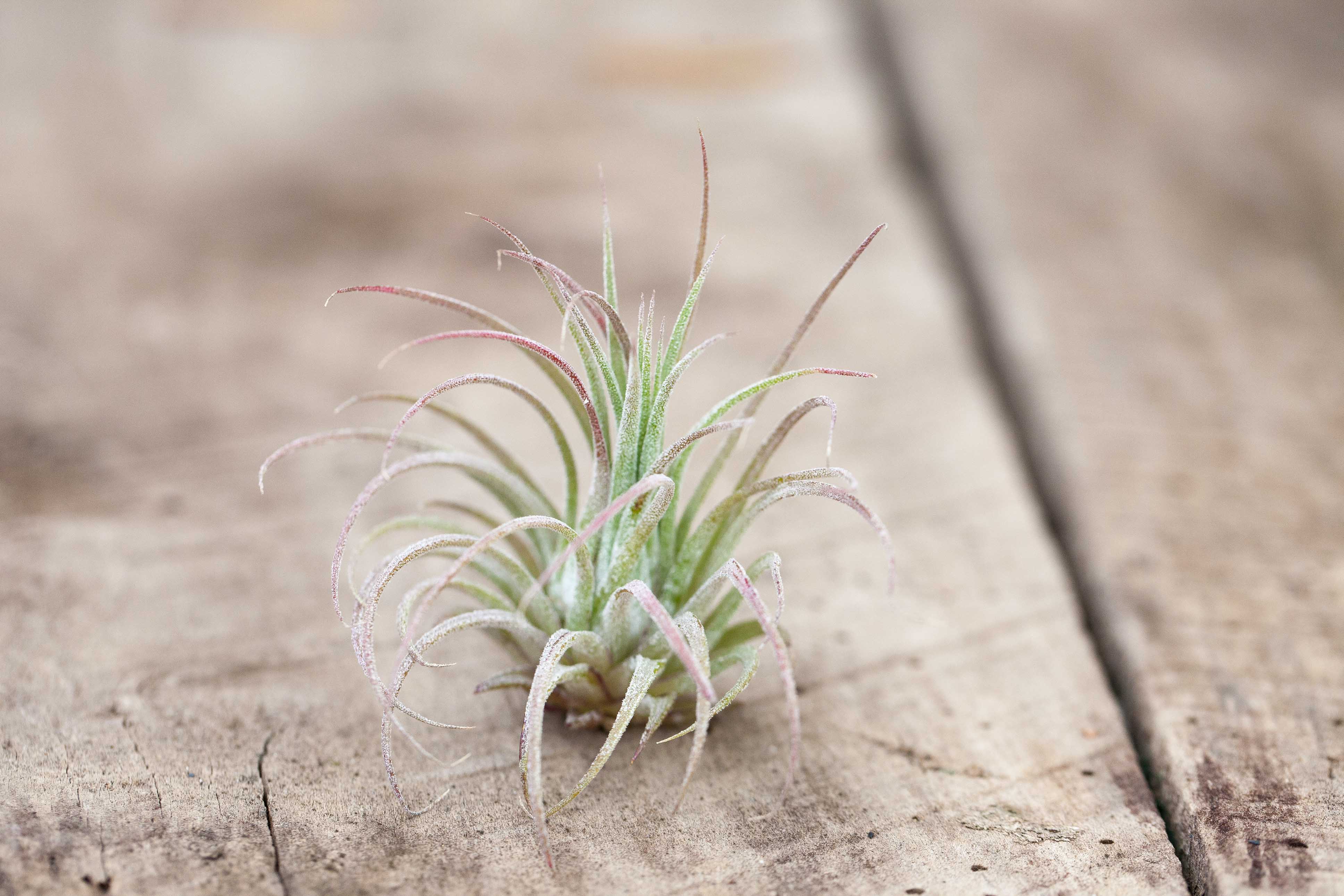 Coastal Terrarium with Tillandsia Ionantha Air Plants – Air Plant