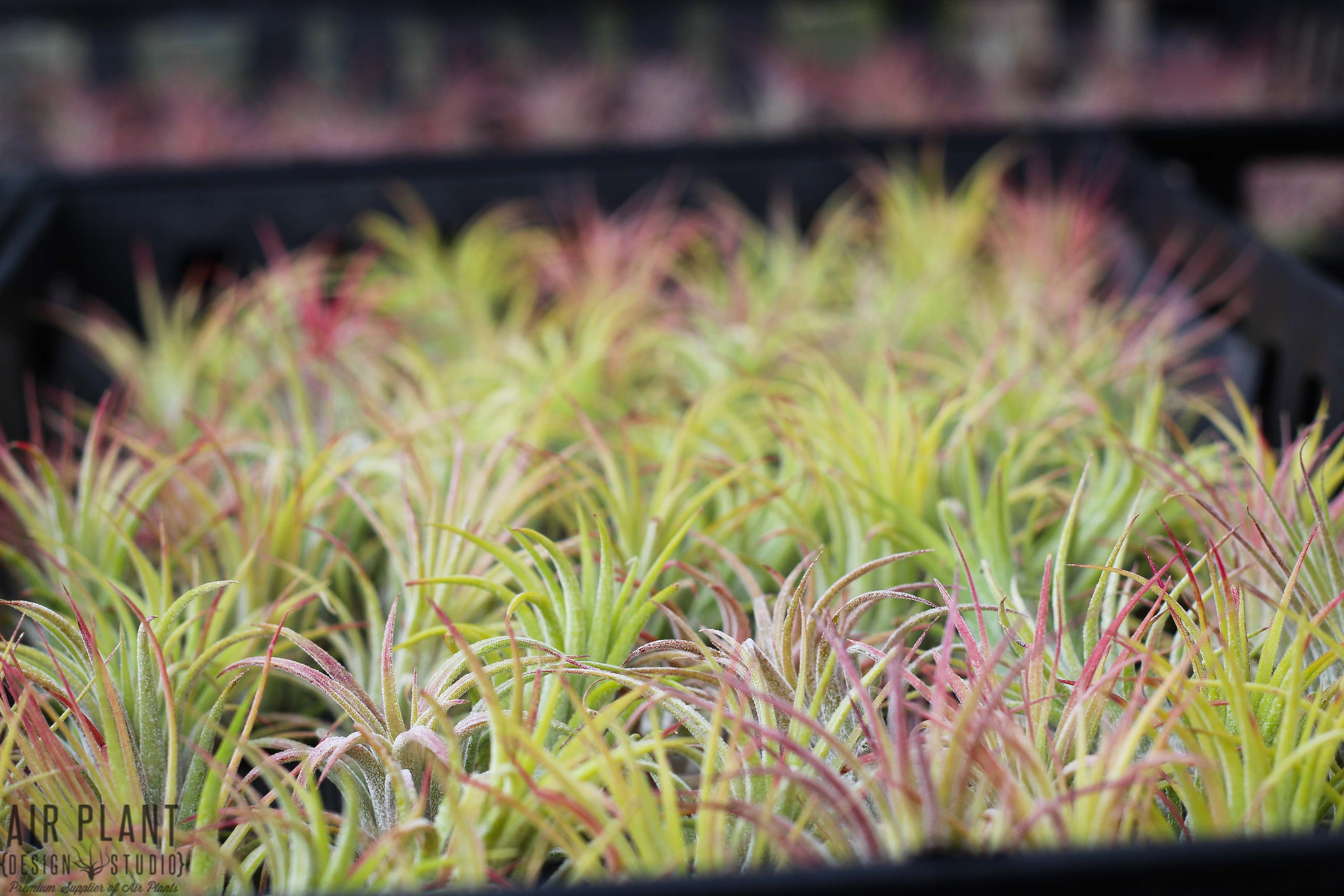 Holiday Gift: Coastal Bubble with Tillandsia Ionantha – Air Plant