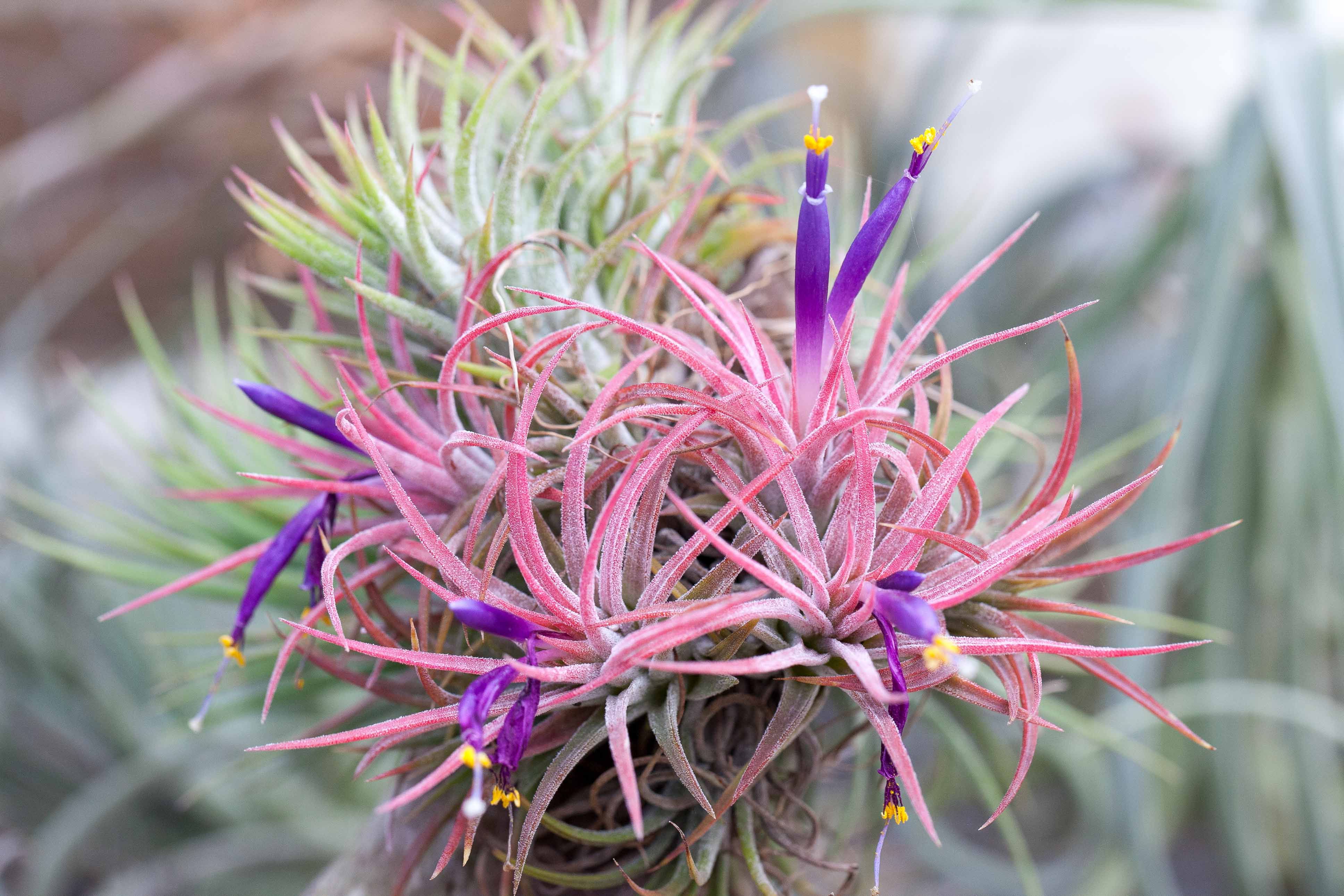 Wholesale Special Large Tillandsia Ionantha Rubra Air Plants – Air