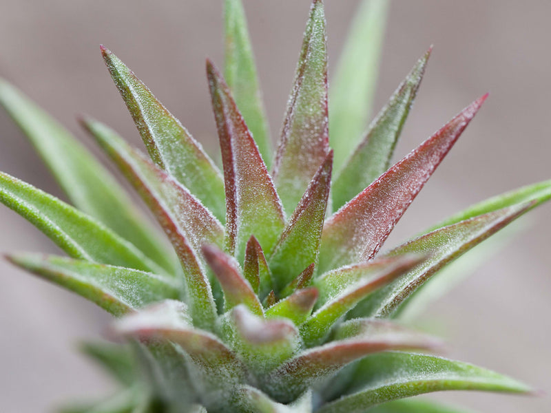 Close Up of a Blushing Tillandsia Ionantha Vanhyningii Air Plant