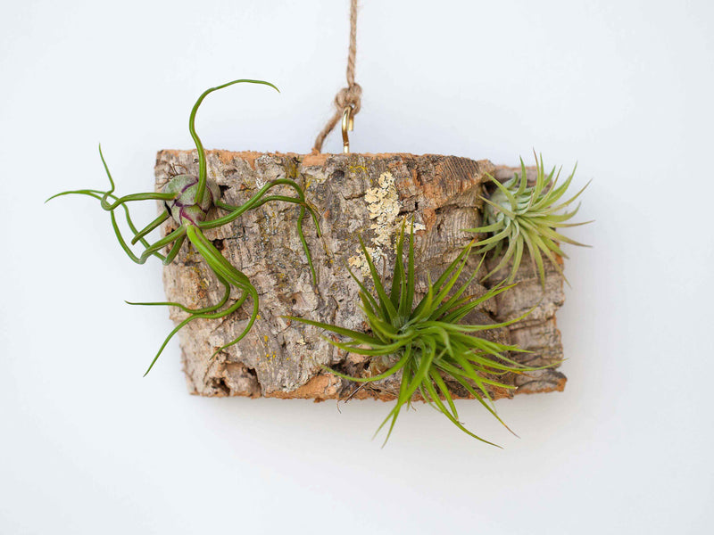 Small Virgin Cork Bark Display with Tillandsia Air Plants Attached
