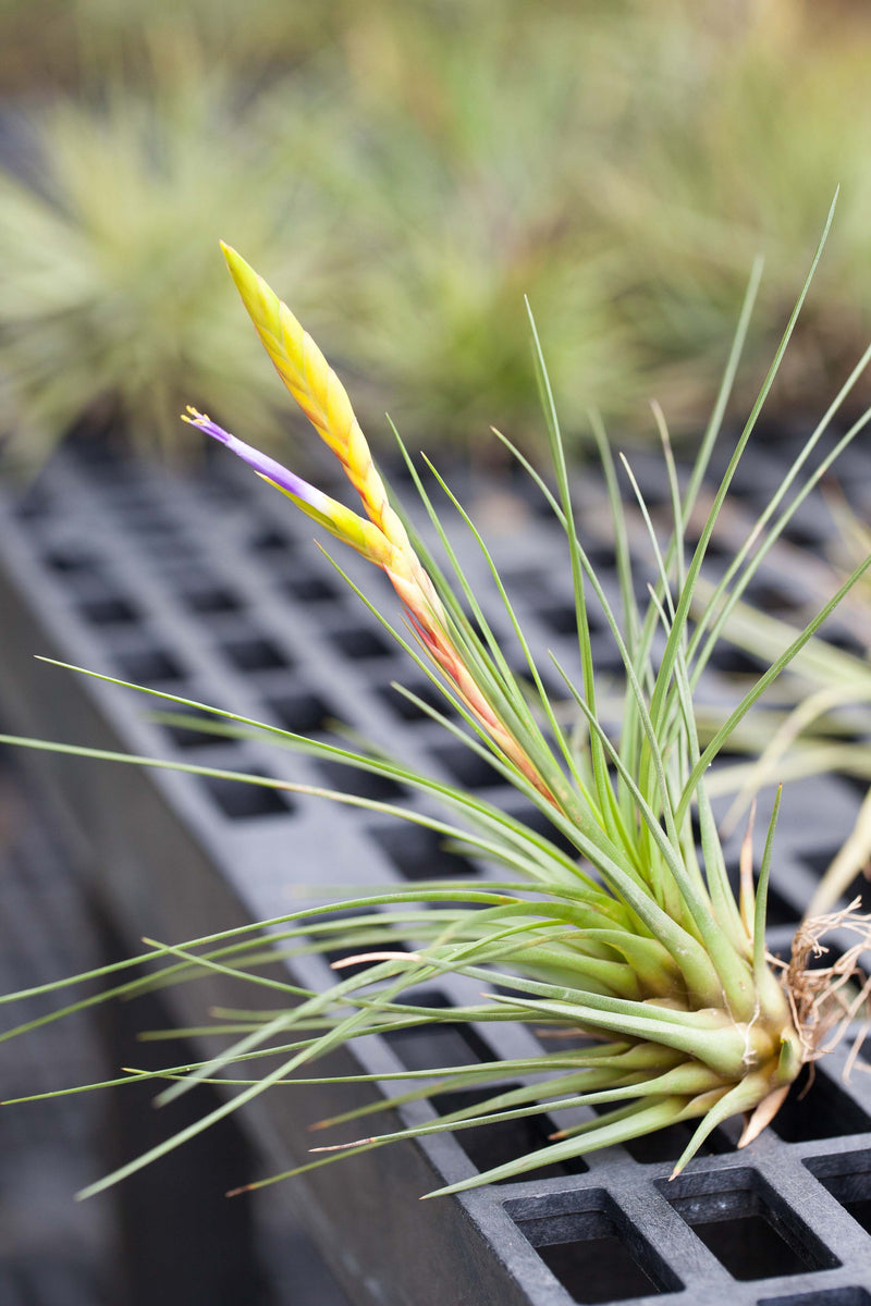 Blooming Tillandsia Juncea Air Plant