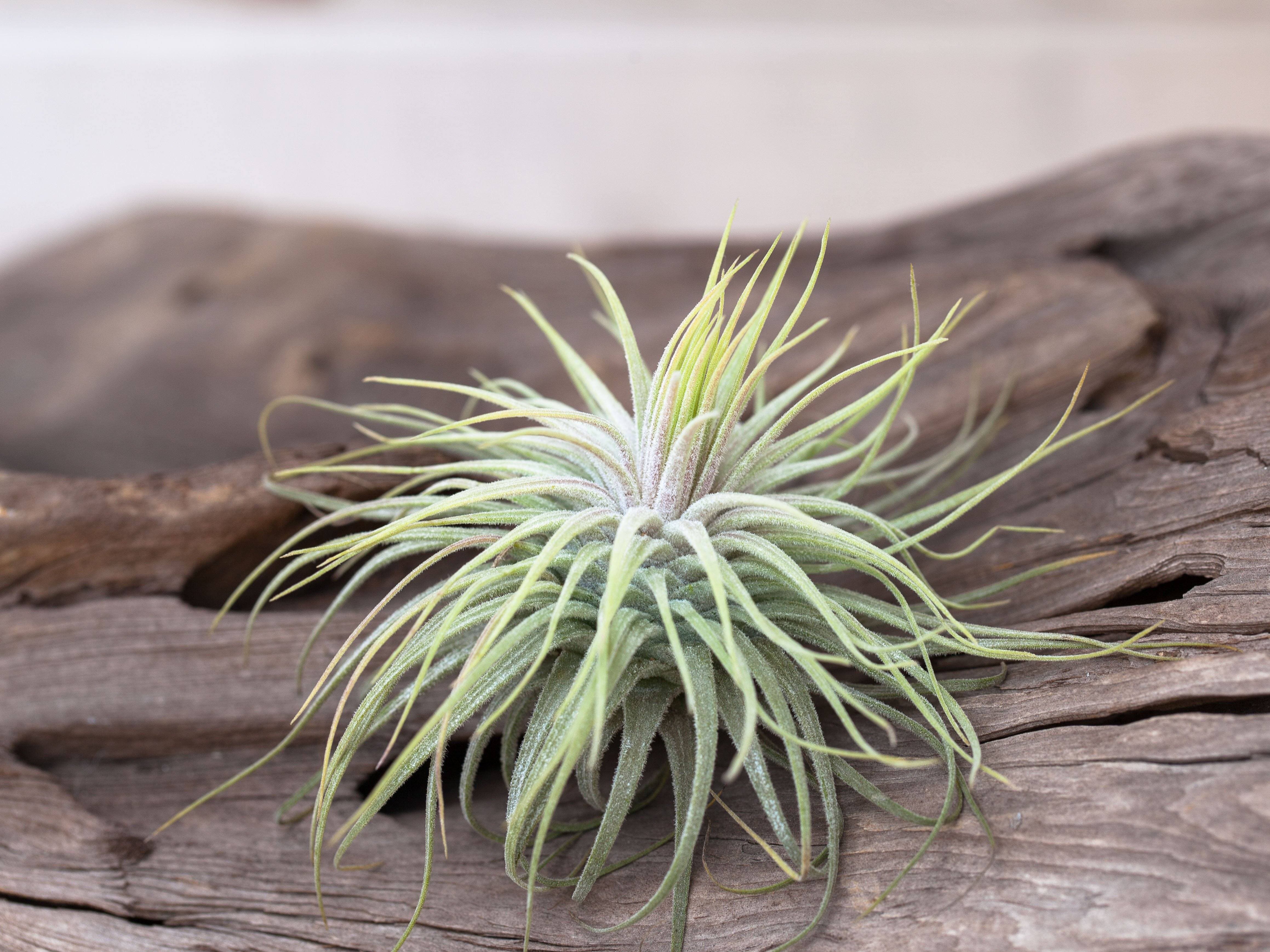 Air Plant Design Studio Tillandsia Magnusiana