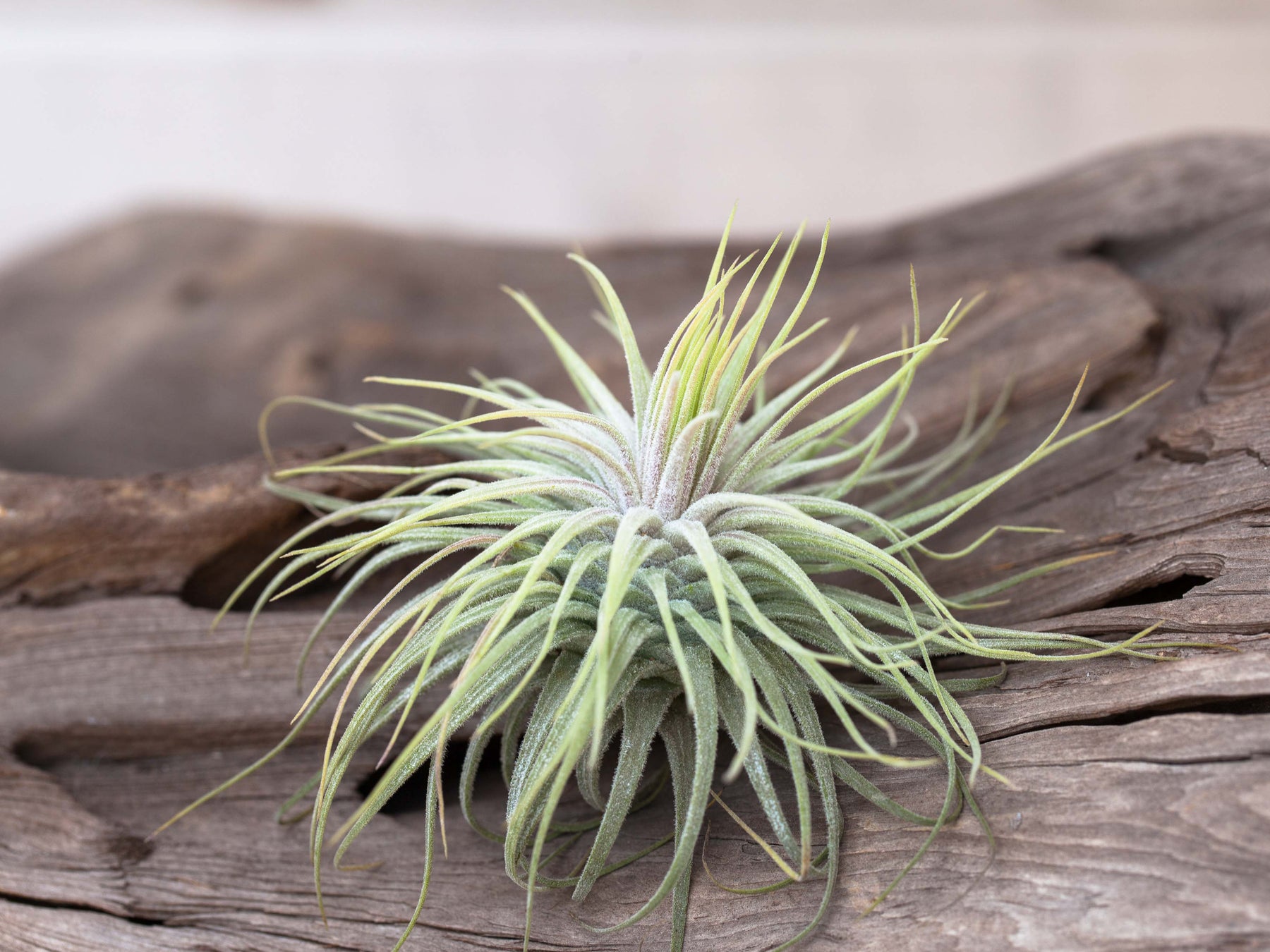 magnusiana air plant Wholesale Tillandsia Magnusiana Air Plants – Air Plant Design Studio