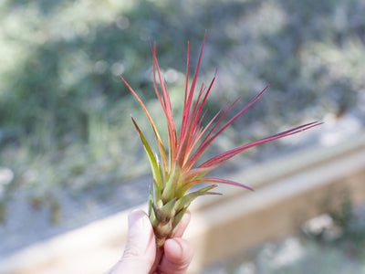 Blushing Tillandsia melanocrater tricolor air plant
