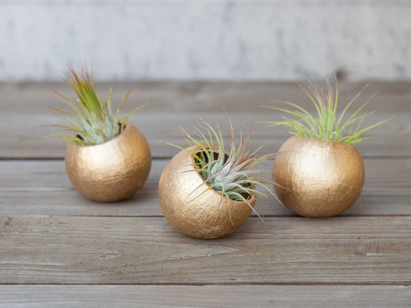 3 Gold Painted Seed Pods with Assorted Tillandsia Ionantha Air Plants