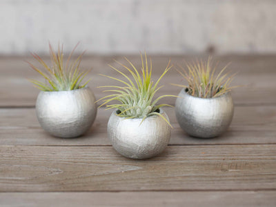 3 Silver Painted Seed Pods with Tillandsia Ionantha Air Plants