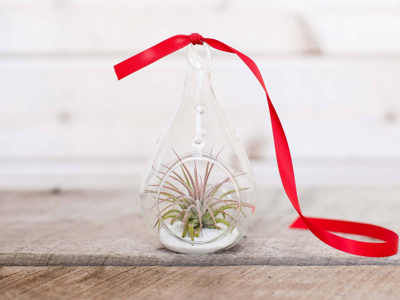 Glass Teardrop Terrarium with Red Ribbon containing White Sand and Tillandsia Ionantha Guatemala Air Plant