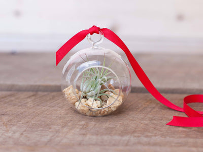 Mini Flat Bottom Glass Globe Terrarium with Stones, Tillandsia Ionantha Rubra and Red Ribbon