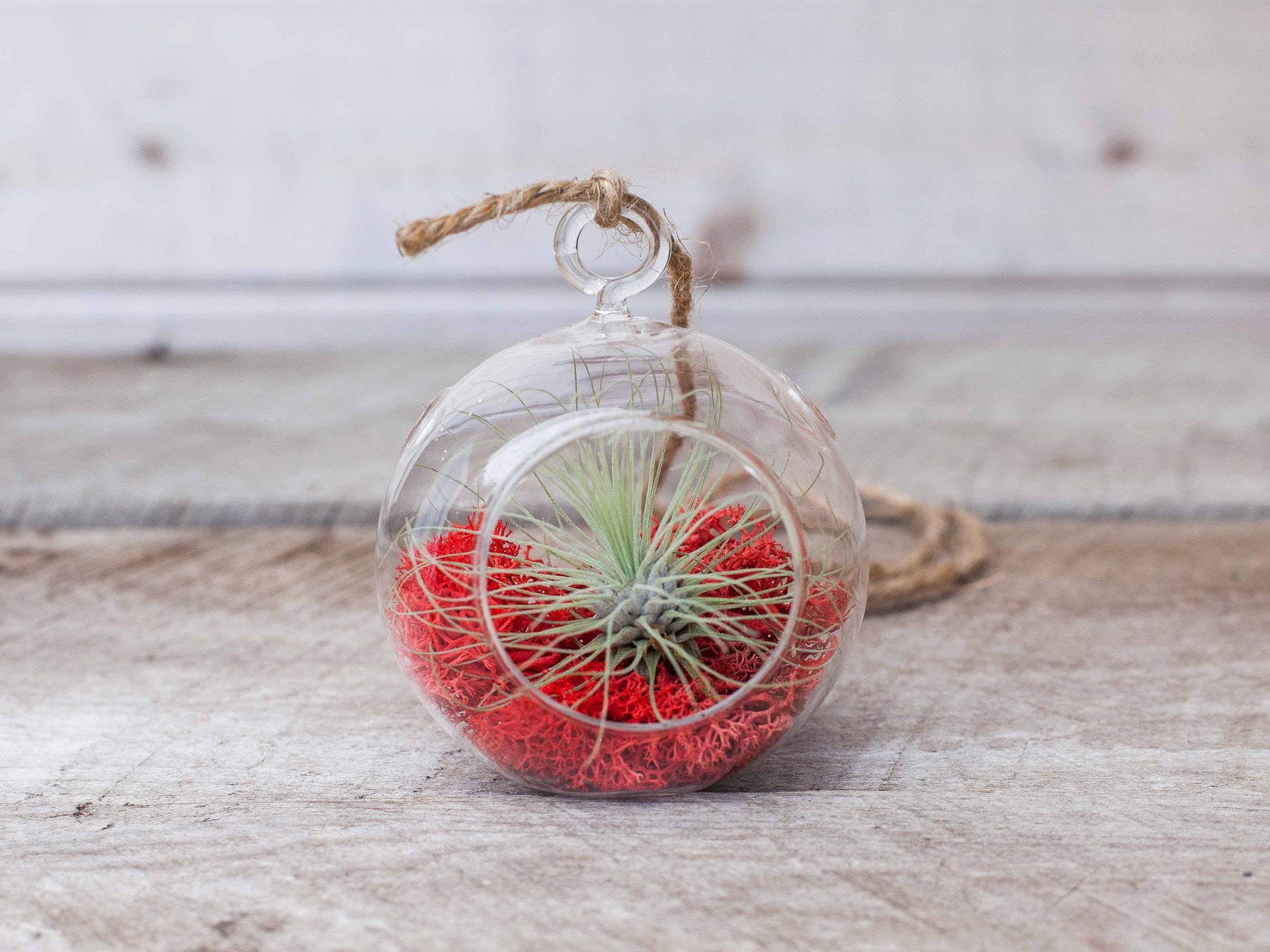 red terrarium plants Wholesale: Mini Crimson Terrarium with Tillandsia Argentea Thin Air Plant