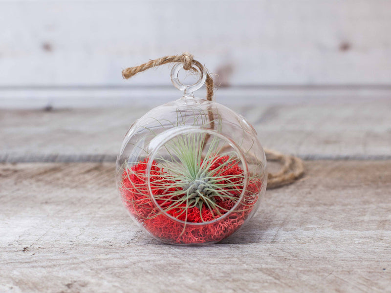 Mini Flat Bottom Glass Globe with Red Moss, Tillandsia Argentea Thin Air Plant and Hemp String for Hanging