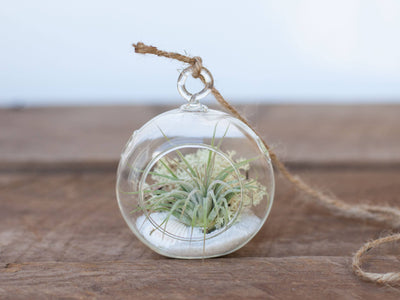 Mini Flat Bottom Glass Globe Terrariums with Sand, Moss, Tillandsia Ionantha Air Plant and Hemp String