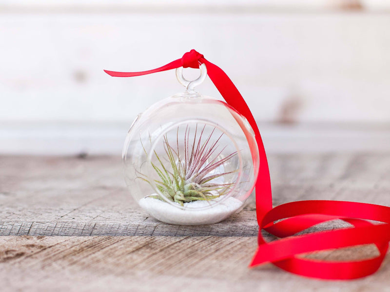 Mini Flat Bottom Glass Globe Terrarium with Sand, Tillandsia Ionantha Guatemala Air Plant and Red Ribbon