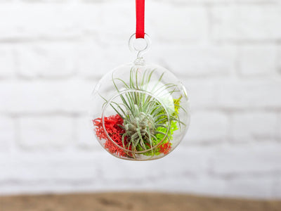 Mini Flat Bottom Glass Globe Terrarium with Red and Green Moss and Tillandsia Ionantha Guatemala Air Plant