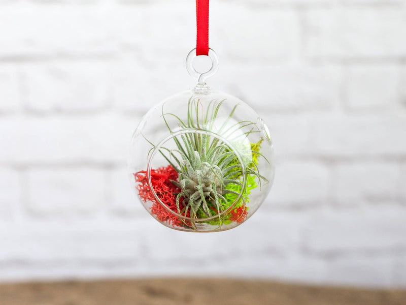Mini Flat Bottom Glass Globe with Red and Green Moss and Tillandsia Ionantha Guatemala Air Plant