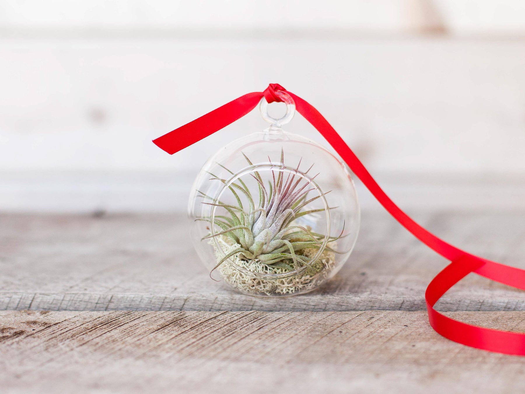 8” Air Plant Artificial Succulent (Set of 12)