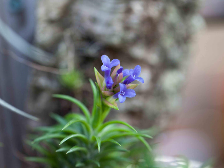 Blooming Tillandsia Neglecta Air Plant
