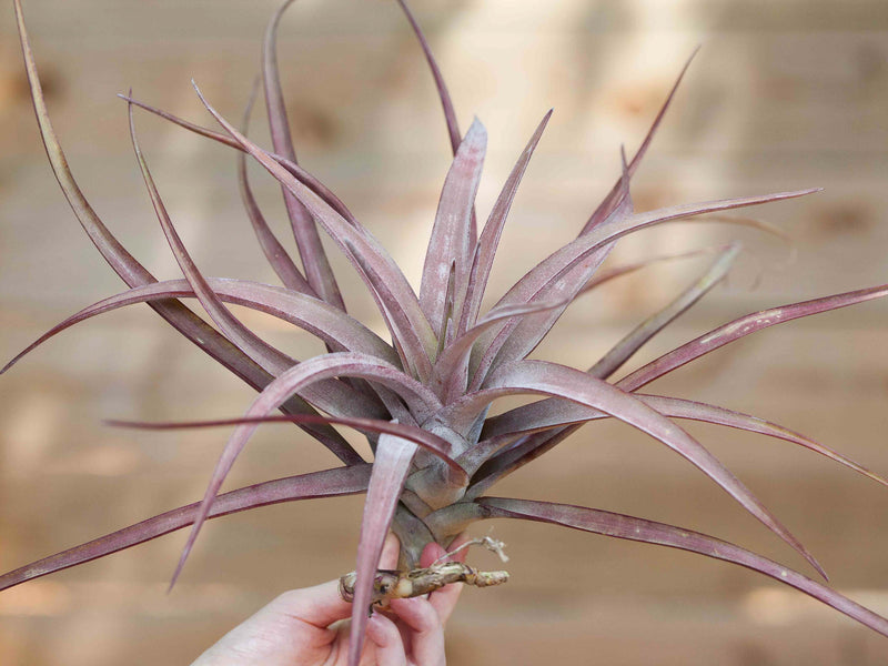 Tillandsia Novakii Air Plant