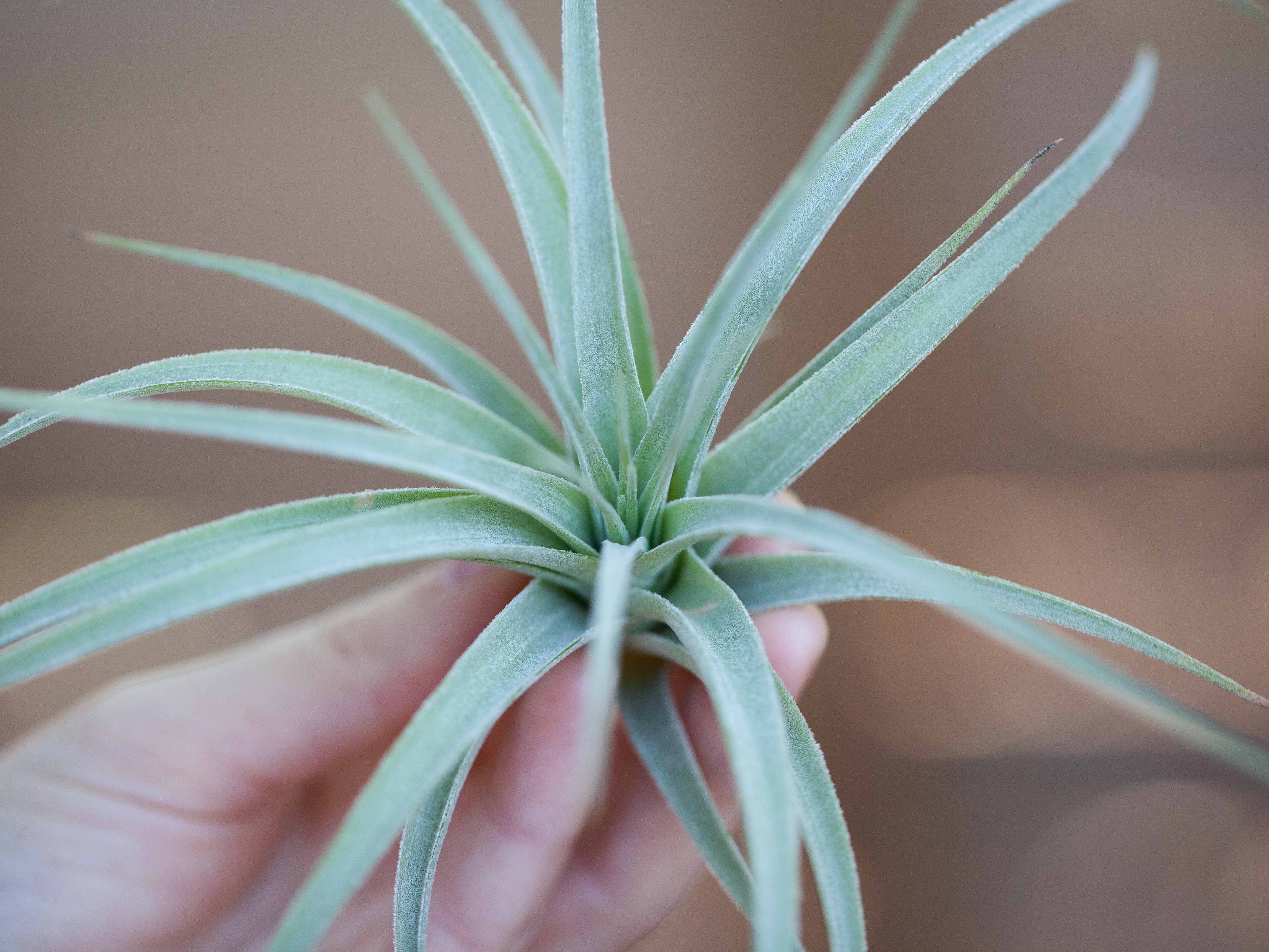 Tillandsia Pohliana Air Plants – Air Plant Design Studio